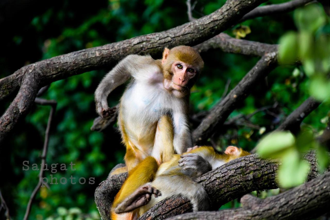 Bardia Wildlife Resort Bardiya Ngoại thất bức ảnh