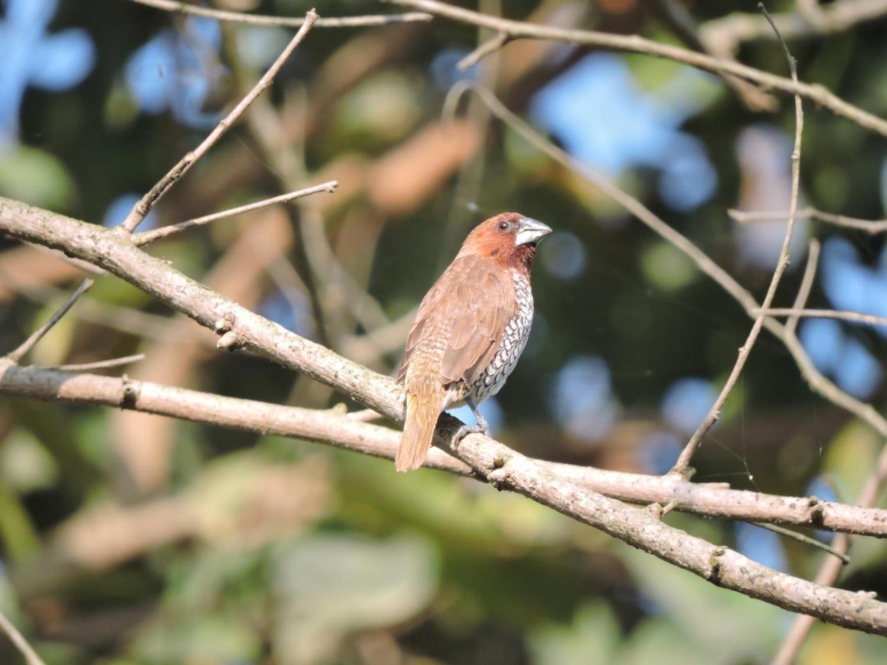 Bardia Wildlife Resort Bardiya Ngoại thất bức ảnh